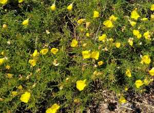 The Desert Garden here is world-famous and far exceeds every expectation. Not only are the specimens massive and rare, but they are arranged with an exceptional eye for composition. The Chinese Garden is overwhelming in its beauty, size and