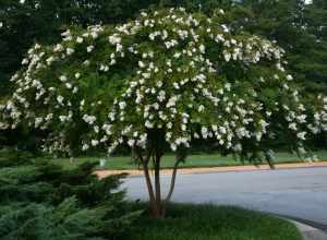 A flowering Lagerstroemia indica tree at the Sarah P. Duke Gardens at Duke University in Durham, North Carolina.