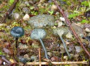 For more information about this, see the observation page at Mushroom Observer.