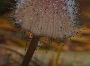 For more information about this, see the observation page at Mushroom Observer.
