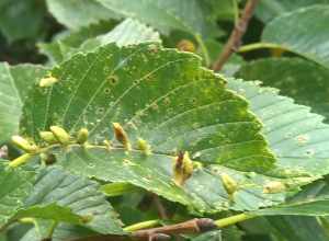 Galls caused by Elm Finger Gall Mites (Aceria parulmi), a species of arachnid.