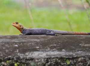 Peters's Rock Agama (Agama picticauda)