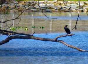 Allen Pond Park Apr 9, 2017, 9-046_edit