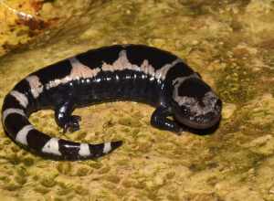 Marbled Salamander (Ambystoma opacum)