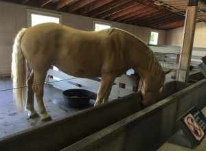 American Cream Drafthorse at the Sedgwick County Zoo in Wichita, KS