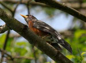 American Robin in a tree in the meadow reserved for ground nesting birds in Marymoor Park.