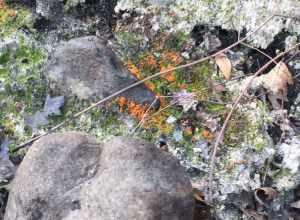 Charcoal Eyelash (Anthracobia melaloma)