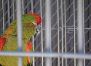 A Red-fronted Macaw at Cougar Mountain Zoo, USA.