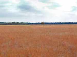 When white men arrived tallgrass prairies covered 400,000 square miles of the North American continent. It fed the Buffalo (Bison) which in turn fed native Americans plus supporting reptiles, birds, butterflies. This sea of grass stretched from the