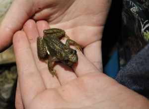 Rocky Mountain Tailed Frog (Ascaphus montanus). Species of amphibian.