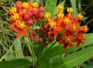 tropical milkweed (Asclepias curassavica)