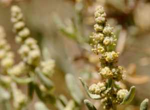 Atriplex canescens at Dripping Springs on the west side of the Organ Mountains, 32.330 -106.590, Doña Ana County, New Mexico, 23 Apr 2006.