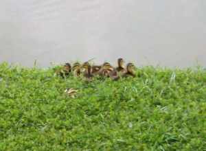 Baby Ducks