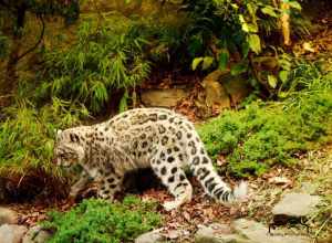 
500px provided description: Baby-Schneeleopard [#beauty ,#flower ,#blue ,#cat ,#animals ,#summer ,#beautiful ,#animal ,#white ,#wildlife ,#wild ,#leopard ,#natur ,#snow leopard ,#tiere ,#Baby-Schneeleopard]