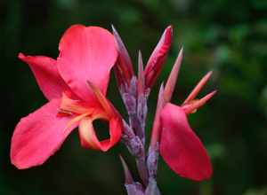 
500px provided description: Backyard Beauty [#red ,#spring ,#flower ,#closeup ,#orange ,#season ,#life ,#green ,#purple ,#colorful ,#vibrant]