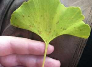 Ginkgo Spot (Bartheletia paradoxa)