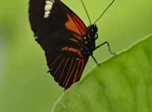 Taken on Thursday, March 31, 2022 during the annual Blooms and Butterflies exhibition in the Pacific Island Water Garden area of the Franklin Park Conservatory in Columbus, Ohio.