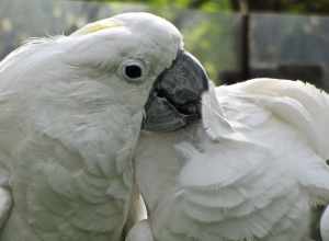 Two White Cockatoos (also known as Umbrella Cockatoo) at Binder Park Zoo, Battle Creek, Michigan, USA.