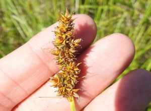 Dense Sedge (Carex densa). Species of plant.