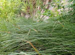 Woolly sedge forming a dense leafy colony along the River's Edge Trail in Great Falls, Montana.