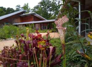 Carnivorous plants at the North Carolina Botanical Garden in Chapel Hill, North Carolina.