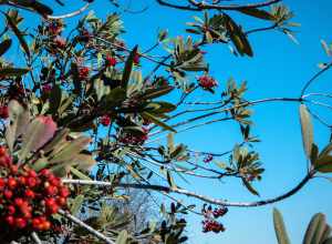 
500px provided description: Colors and flow [#trees ,#sky ,#red ,#blue ,#tree ,#beautiful ,#branch ,#green ,#berries]