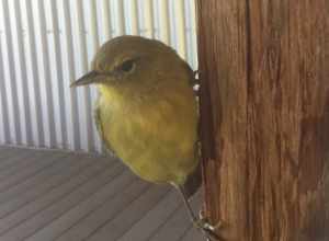 Common Yellowthroat bird hanging onto a post.
