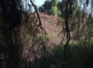a hillside in Coyote Hills, Fullerton, CA, seen through pepper tree branches