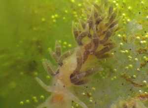 Cuthona perca from Lake Merritt, Oakland, California
