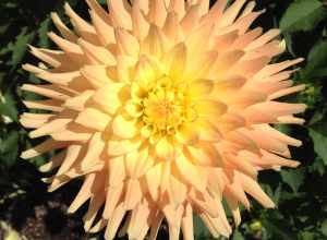 Dahlia at Point Defiance Park