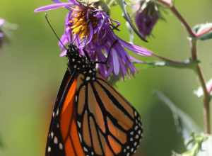 
500px provided description: Butterfly just hanging out in the Springfield, MO, Botanical Garden [#flower ,#sunlight ,#closeup ,#plant ,#butterfly ,#garden ,#purple ,#blossom ,#bloom ,#monarch]