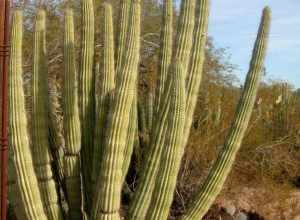 Desert Botanical Garden, Phoenix, Arizona