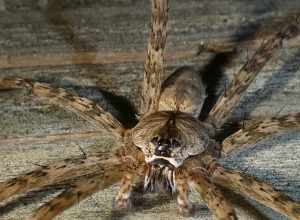 White-banded Fishing Spider (Dolomedes albineus)