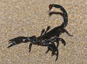 This emperor scorpion or imperial scorpion (Pandinus imperator) is a species of scorpion native to Africa.