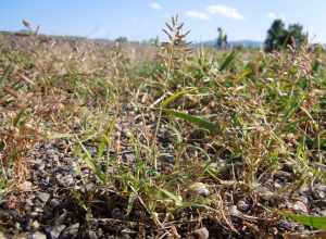 This species is a diminutive form (narrow spikelets, small stature) of the more common Eragrostis cilianensis.