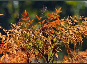 
500px provided description: These are the first fall color I've seen this year, and it's almost Dec. [#autumn ,#yellow ,#leaves ,#fall ,#orange ,#california ,#fall color ,#sigma 120-400 ,#los angeles arboretum]