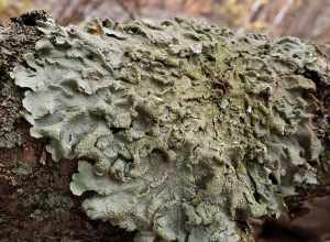 common greenshield lichen (Flavoparmelia caperata)