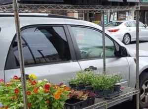 Take time to smell the flowers when you're on 3rd Street between State and Congress streets. Flower World is a wonderful flower shop located next to the Dunkin' Donuts. The Capital District Tourism Gnome really enjoyed his time there.