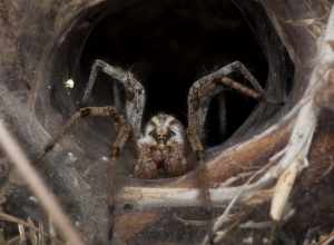 A spider photo taken in Alum Rock Park in California. The photographer gently used a tuning fork on the den to lure the spider out.