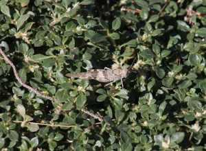A grasshopper at Craig Ranch Park in North Las Vegas, Nevada.