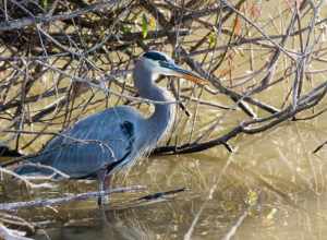 Great Blue Heron on Spring Valley Pond