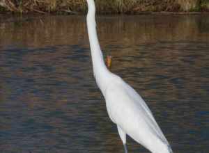 Great egret (Ardea alba) in breeding plumage with bright green facial skin.