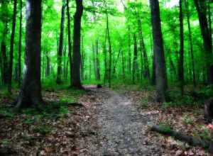 Path through forest in Greenfield Park, Milwaukee, Wisconsin.