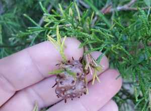 juniper-apple rust (Gymnosporangium juniperi-virginianae)