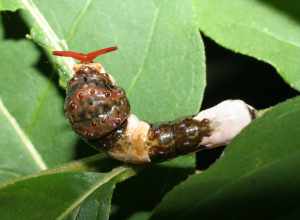 Individual with red osmeterium everted in response to being touched.