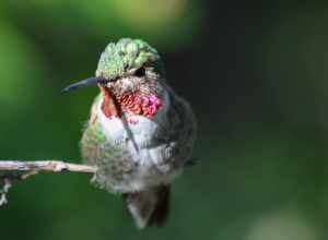 Ruby-Throated Hummingbird takes a rest, Arizona-Sonora Desert Museum.