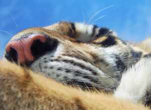 This is Lila, the the orange Bengal tiger at the Dakota Zoo in Bismarck, ND.  The zoo also has a white one named Vimila, and a "tabby", but I don't know his name.

View large for best detail.