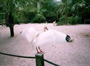 I Want to Fly