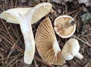 For more information about this, see the observation page at Mushroom Observer.