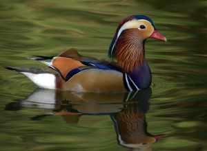 Mandarin Ducks: Yorba  Regional Park